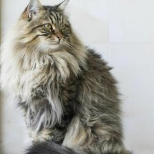 Схема вышивки «Кот,, пушок,,»