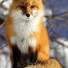 Схема вышивки «Лиса»