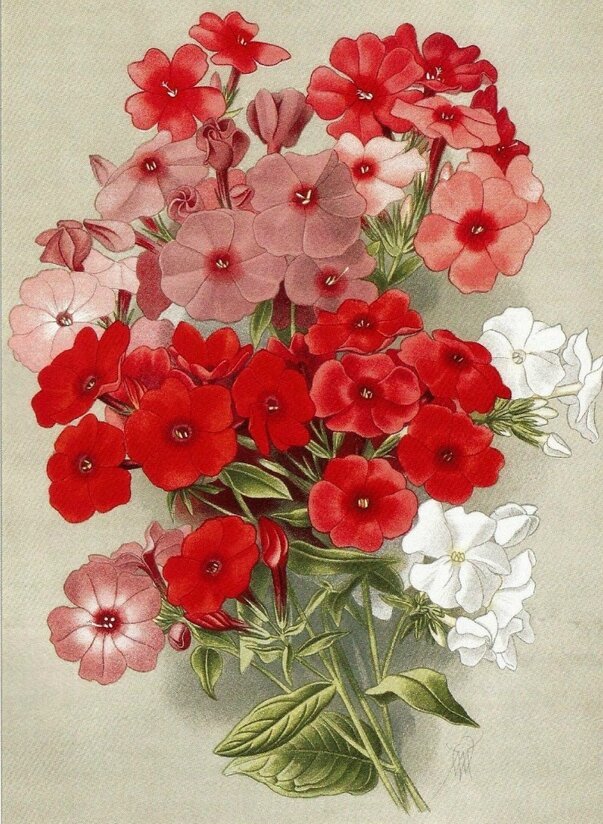 Худ, В.Н.Мюллер - живопись, цветы - оригинал