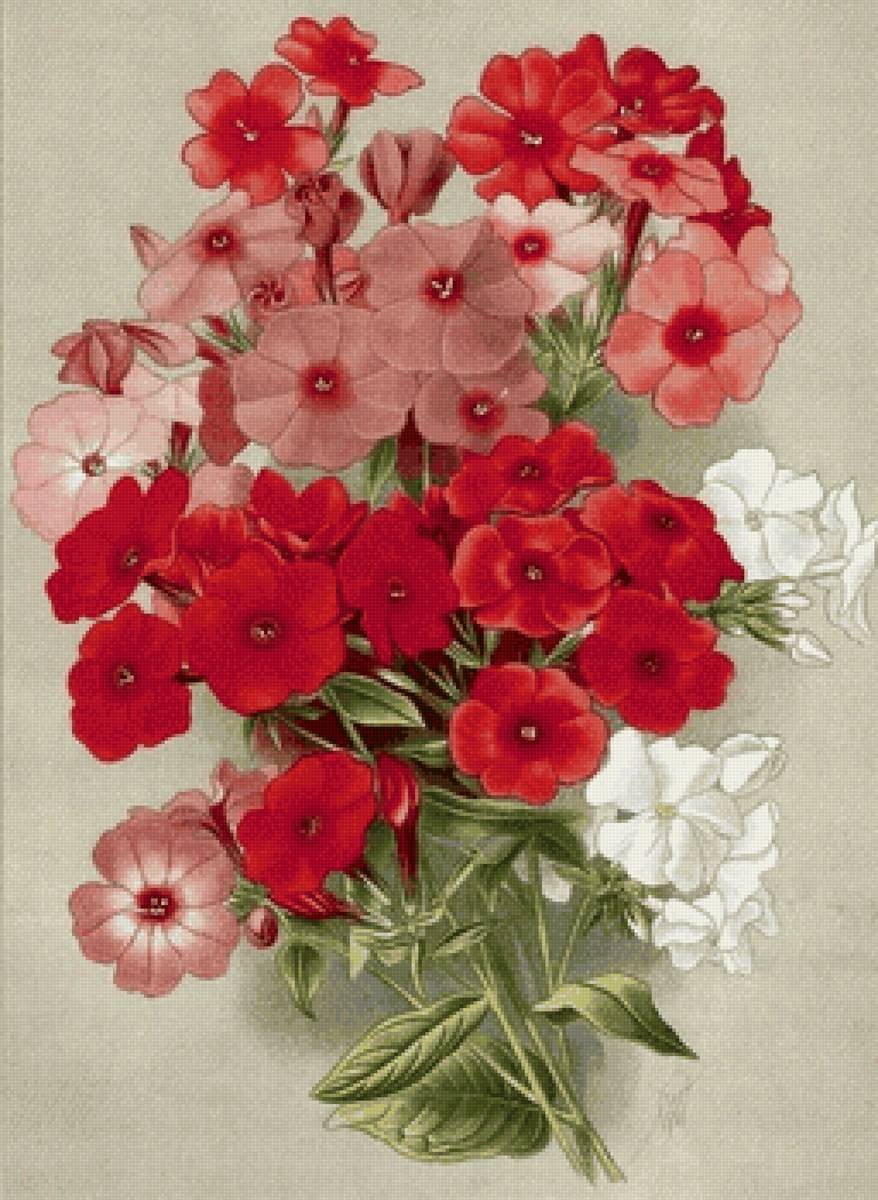 Худ, В.Н.Мюллер - живопись, цветы - предпросмотр