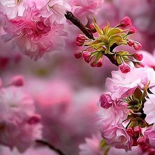 Схема вышивки «Сакура»