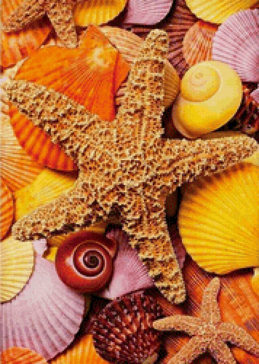 Ракушки - ракушки. море - предпросмотр