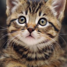 Оригинал схемы вышивки «№2480171»