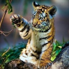 Схема вышивки «Тигренок»