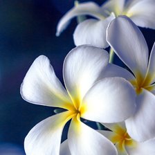 Схема вышивки «Цветы»