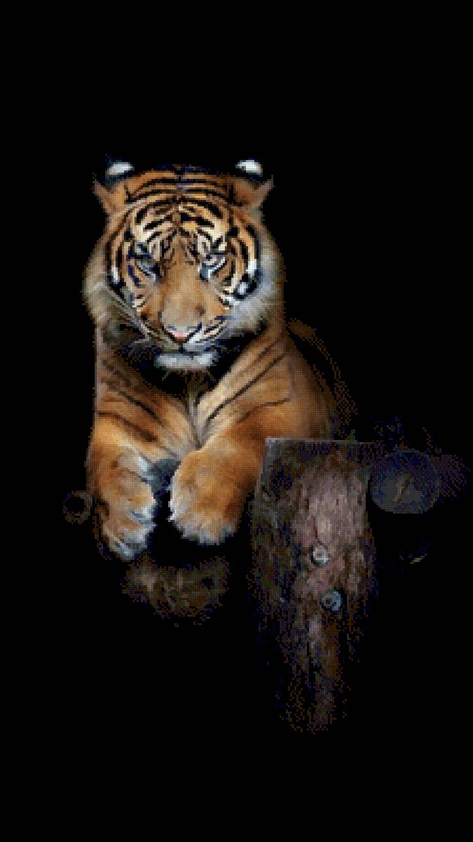 Тигр - серьезность тигр пенек ночь темнота - предпросмотр