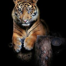 Схема вышивки «Тигр»