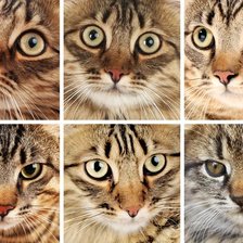 Схема вышивки «Кот»