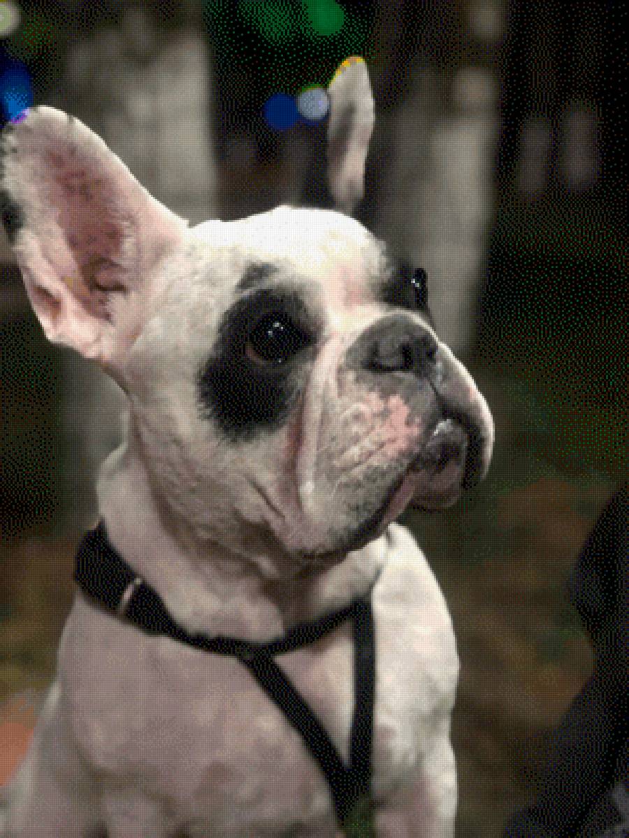 Пеппа - собака - предпросмотр