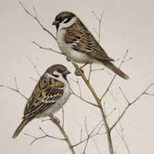 Оригинал схемы вышивки «№2481483»