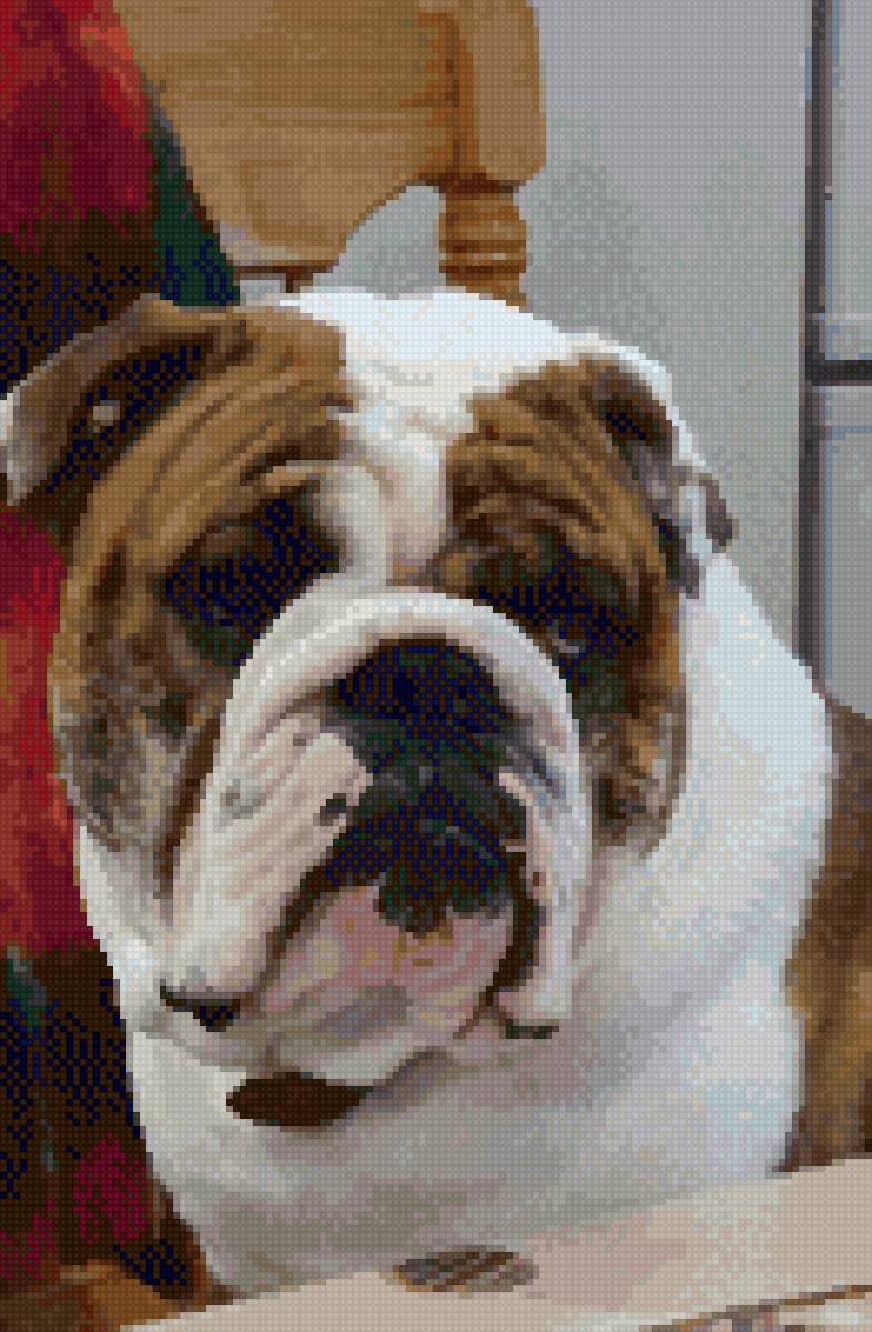 Бульдог Макс - предпросмотр