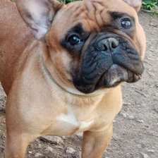 Схема вышивки «Норис»