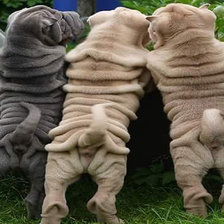 Схема вышивки «Щенки шарпеи»