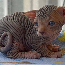 Схема вышивки «Сфинкс»