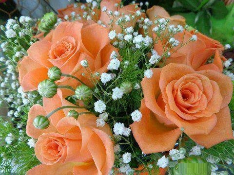 Розы - оригинал