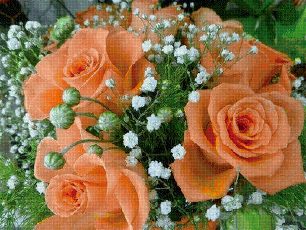 Розы - предпросмотр