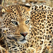 Схема вышивки «№2481930»