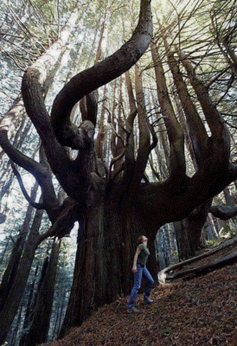 Дерево в Эквадоре - предпросмотр