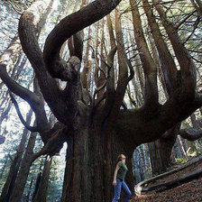 Схема вышивки «Дерево в Эквадоре»