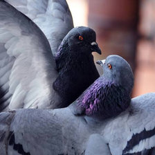 Схема вышивки «Голуби»