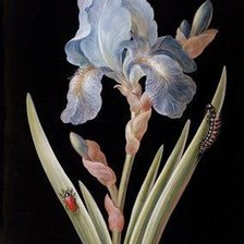 Оригинал схемы вышивки «№2481969»