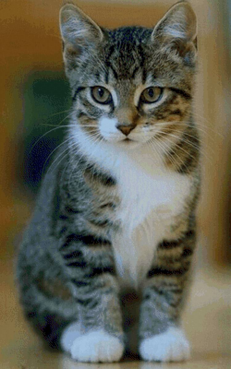 №2482255 - предпросмотр