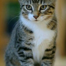 Схема вышивки «№2482255»