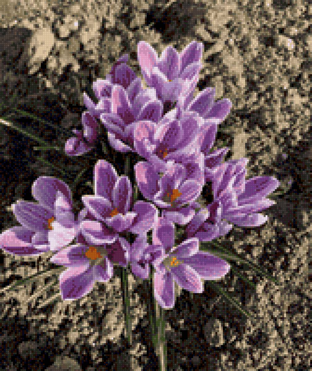 Крокус - весна, первоцветы, весенние цветы - предпросмотр