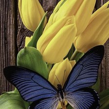 Схема вышивки «Две природных красоты»