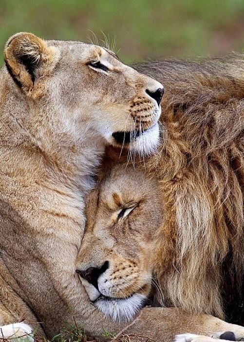 Любовь дана всем - животные, львы - оригинал