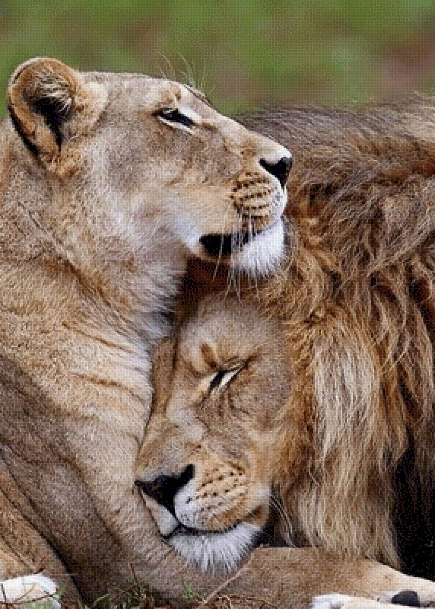 Любовь дана всем - животные, львы - предпросмотр