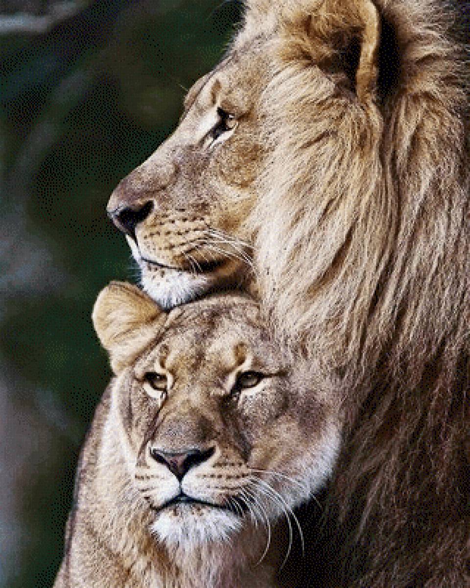 Я сберегу наш мир - животные, львы - предпросмотр