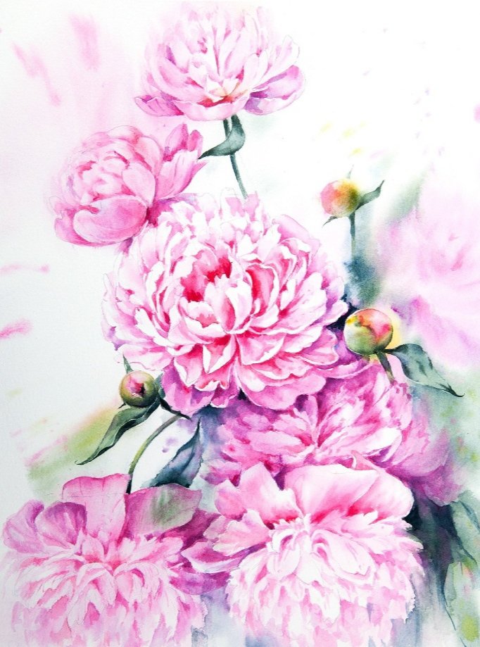 Пионы акварель - цветы, акварель, пионы - оригинал