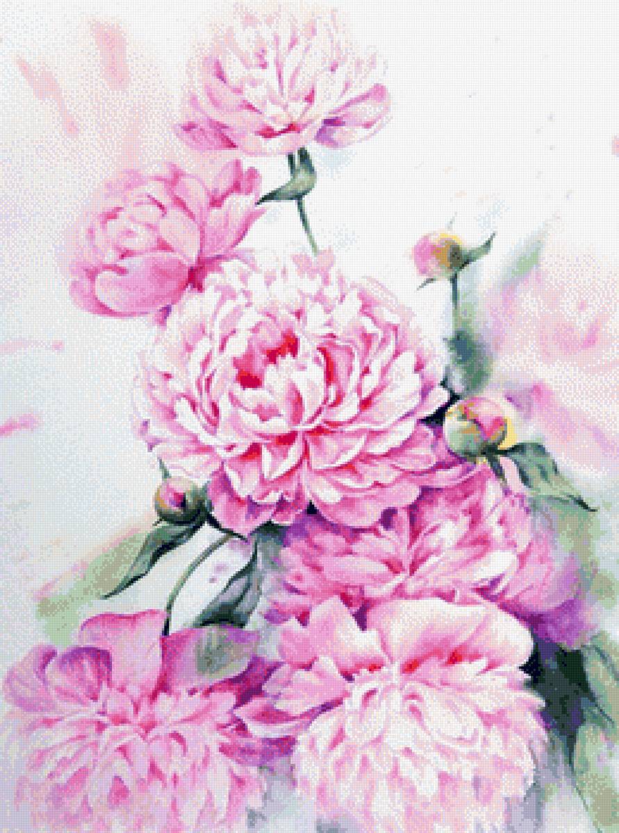 Пионы акварель - акварель, пионы, цветы - предпросмотр