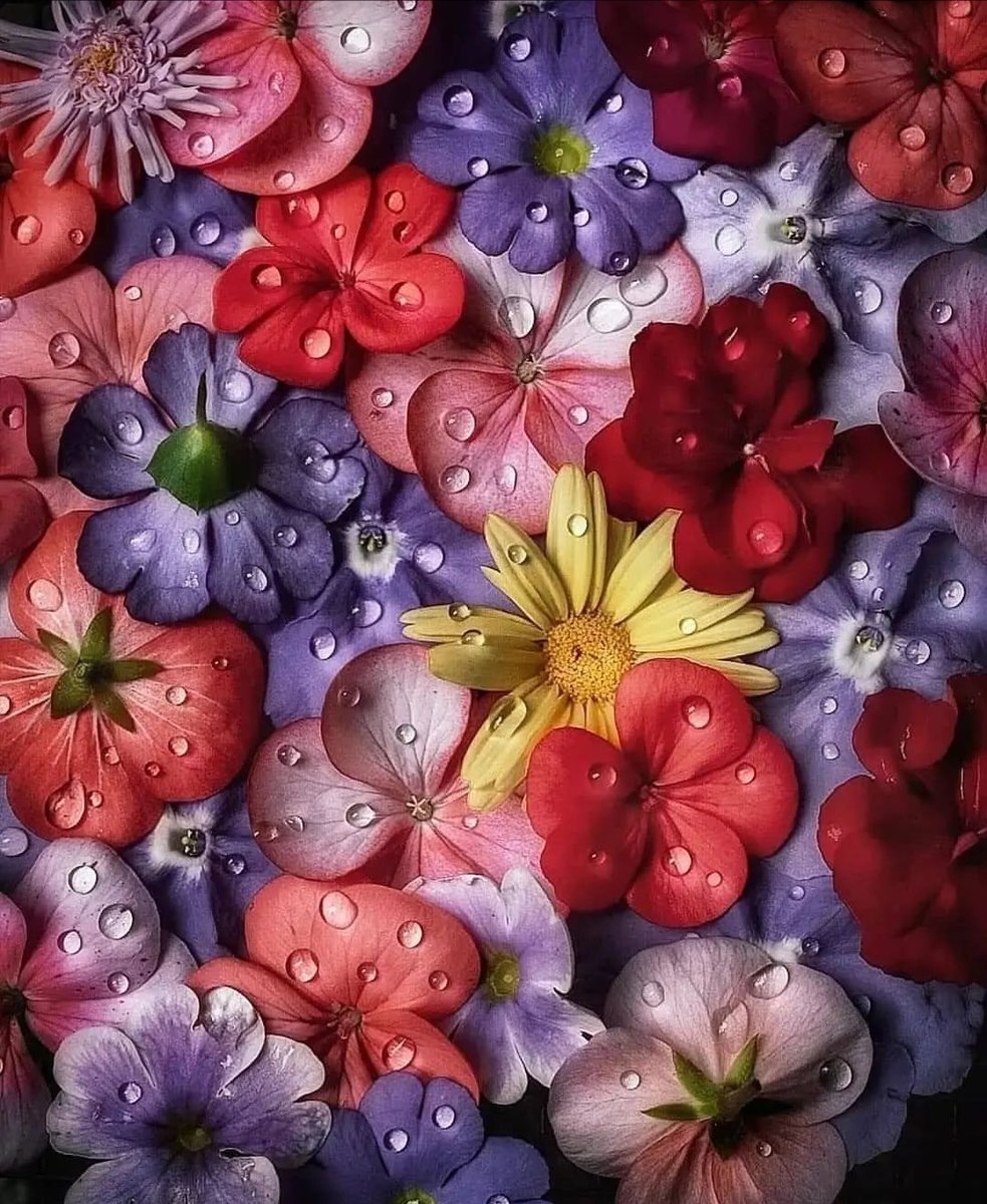 Анютки - цветы. - оригинал