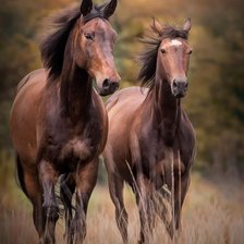 Схема вышивки «Лошади»