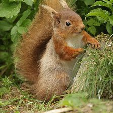 Схема вышивки «№2483441»