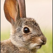 Схема вышивки «№2483660»