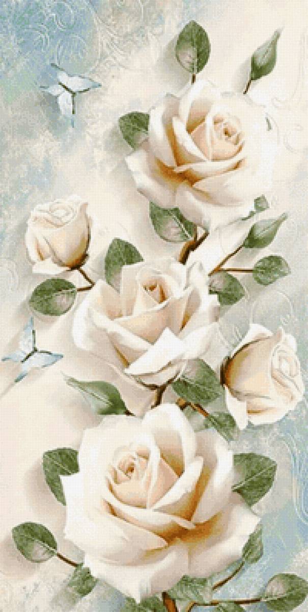 Розы - пано, цветы, роза - предпросмотр