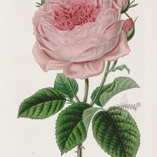 Схема вышивки «№2484358»