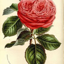 Схема вышивки «№2484362»