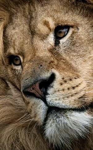 Царь зверей - звери, львы, животные - оригинал