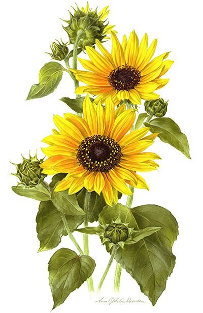 №2484640 - оригинал