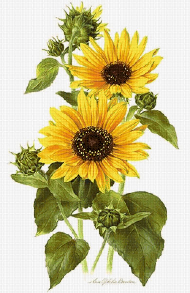 №2484640 - предпросмотр