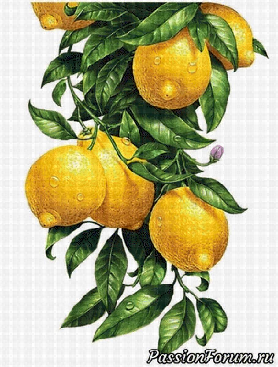 №2484924 - предпросмотр