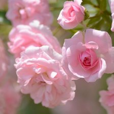 Схема вышивки «нежность»