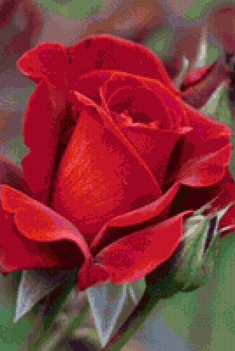 Роза - предпросмотр