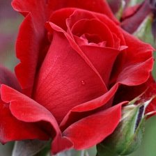 Схема вышивки «Роза»