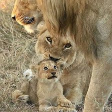familia de leones