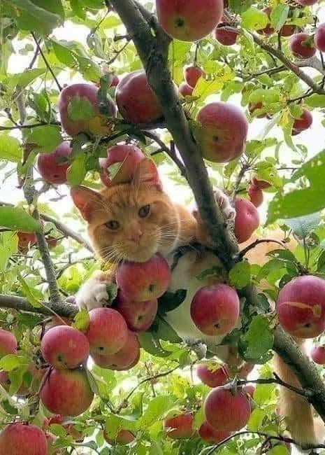 el manzano - paisaje - оригинал